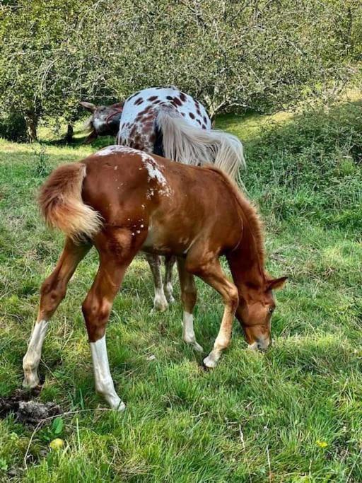 Vila La Coqueta Del Sueve Arriondas Exteriér fotografie